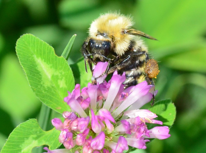 Apidae: Bombus (Thoracobombus) pascuorum